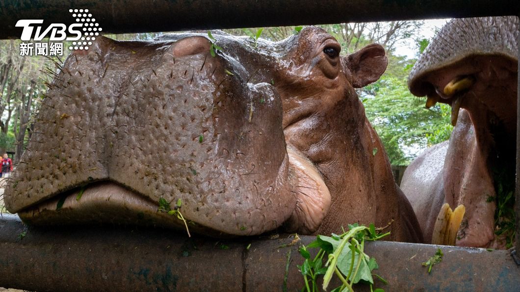 河馬暴衝「咬死清潔工」!撞破柵欄突襲 他濺血命喪動物園