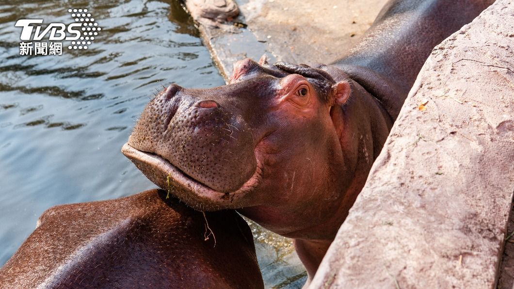 雜食性的河馬其實具有相當強的攻擊性。(示意圖/Shutterstock達志影像)