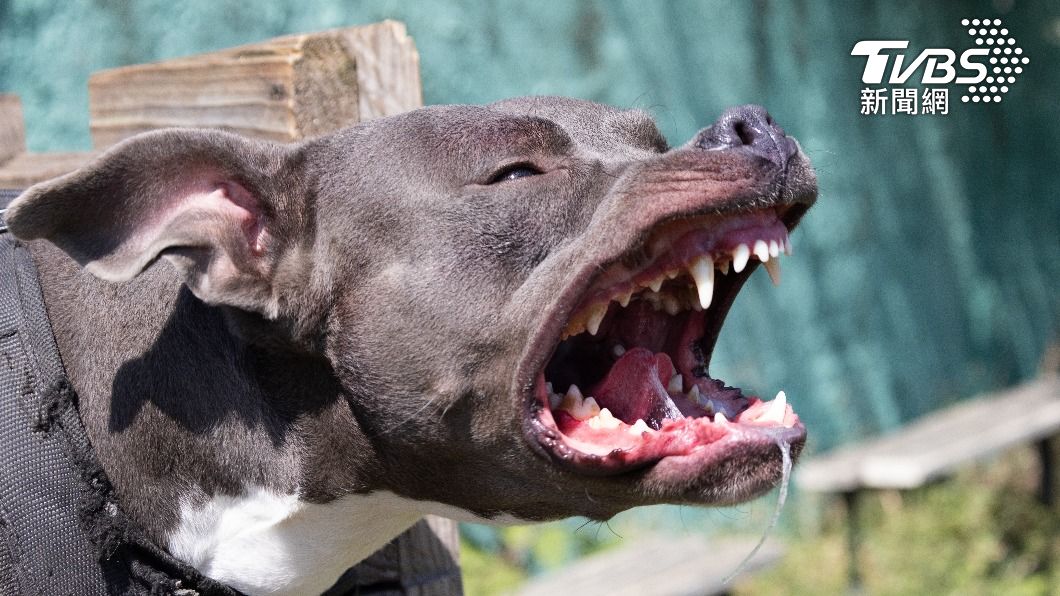 新北男衰遭比特犬狂咬睪丸　泌尿醫一看嘆：像「橘子剝皮」