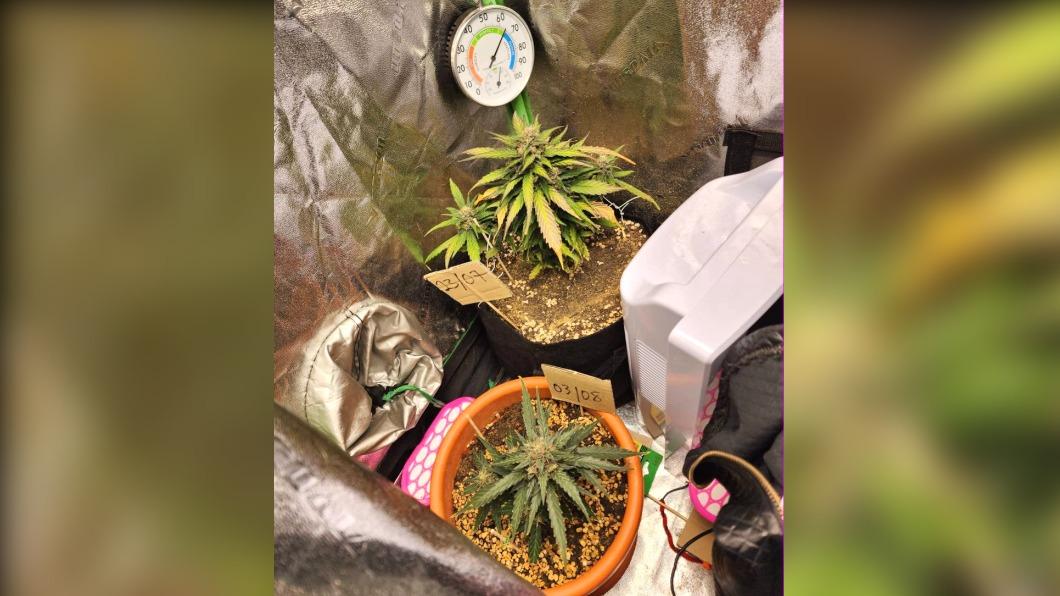 不只從海外購買大麻糖果,該觸法的新加坡青年,還被查到住處種植3株大麻。(圖/翻攝自中央肅毒局官網)