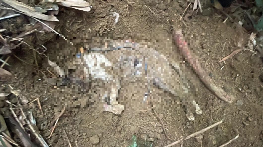 1個月虐死6隻貓!北市毒蟲「仍是自由身」 律師籲:送養前查身分