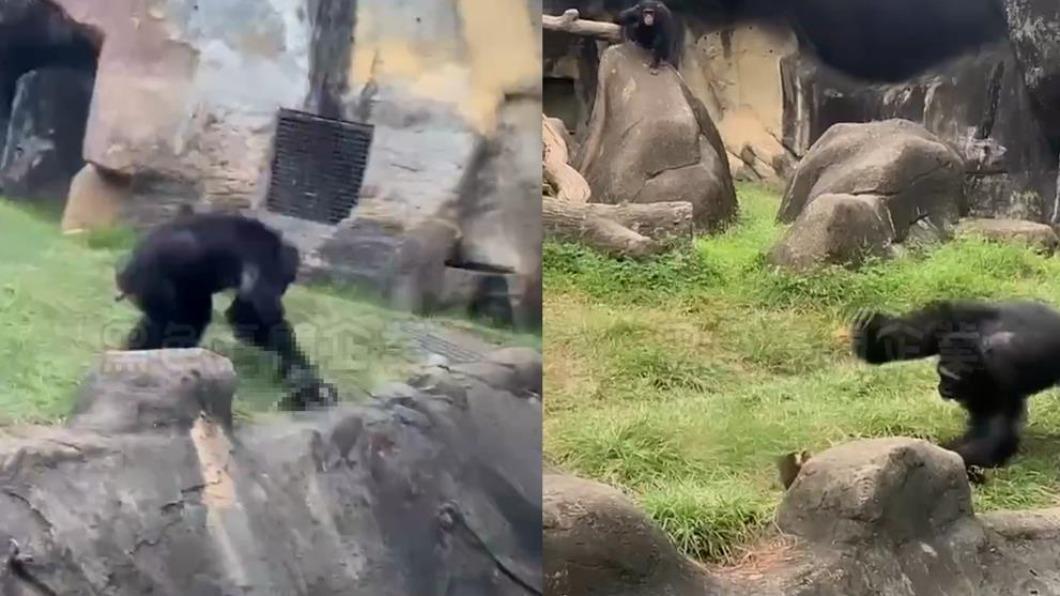 白鼻心誤闖黑猩猩區!遭母猩活活摔死 木柵動物園說話了