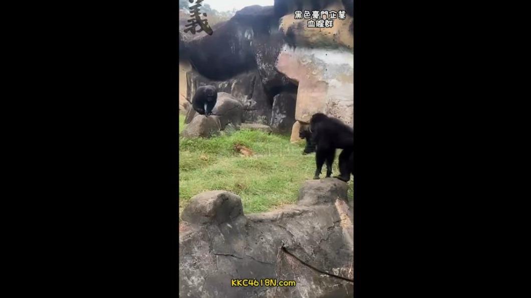 動物園指出,黑猩猩屬性具有群體防衛。(圖/翻攝黑色豪門企業)