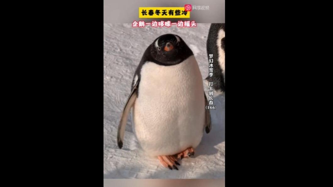 企鵝也「凍到發抖」?大陸吉林出現奇景 網笑:無處安放的腳丫