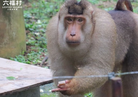 六福村飼養的東非狒狒3月脫逃後於捕捉時遭槍擊致死。(圖/翻攝自六福村FB)