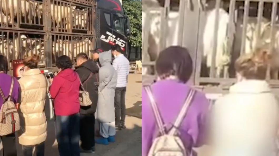 虧心事做多?民眾聚集載羊貨車旁 「手持佛牌」要求放生