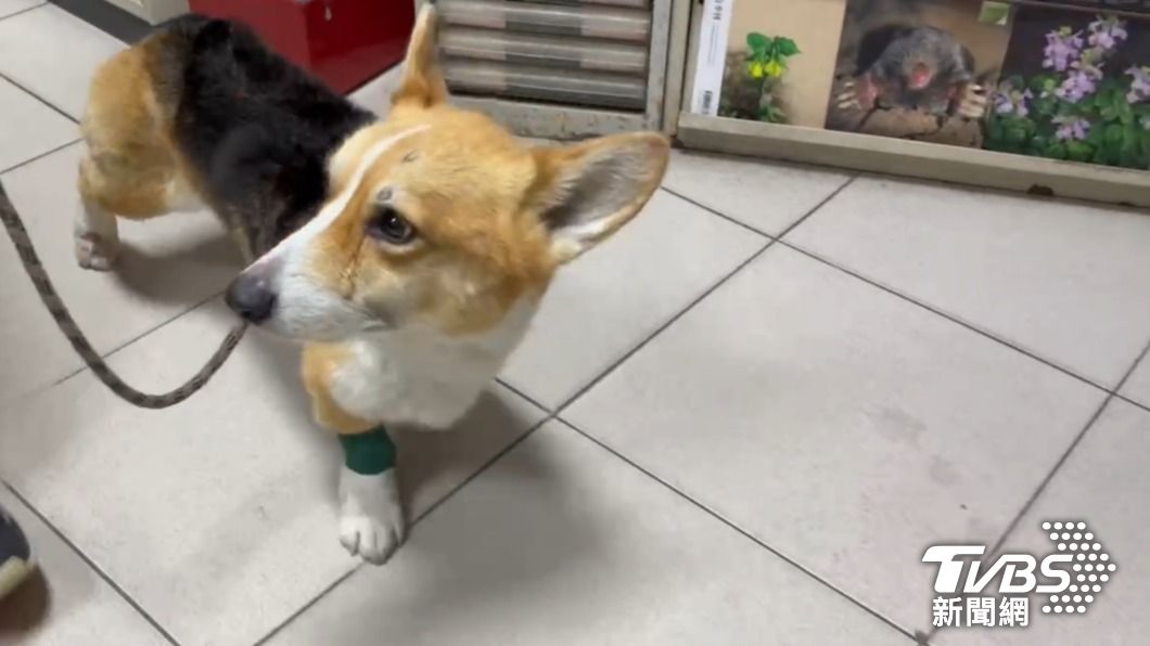 受虐小柯基動保處已依法沒入犬隻並安置動物之家。（圖／TVBS）