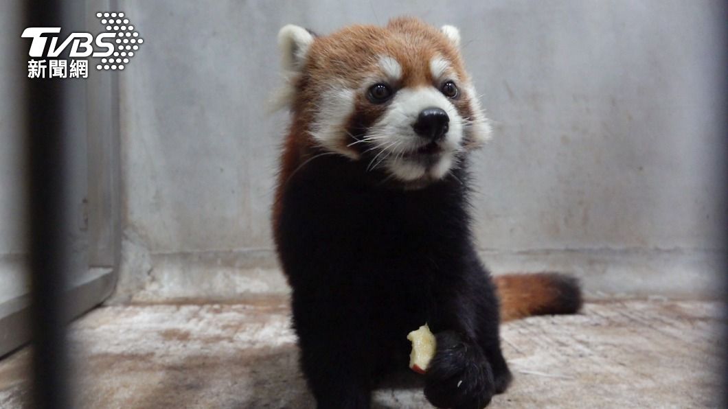 可愛爆擊！日本濱松動物園小貓熊「未來」抵木柵　最快4月亮相