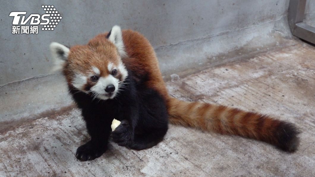 目前小貓熊正入住新檢疫舍專屬套房。(圖/動物園提供)