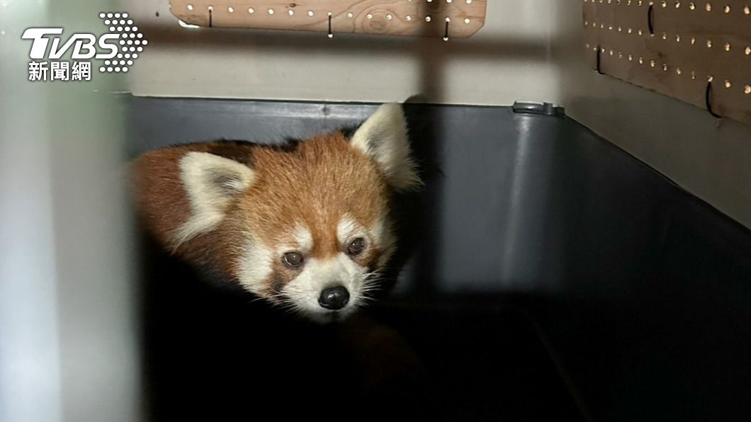 台日雙方選出目前照養在濱松動物園的1隻雄性4歲個體─「未來」與臺北動物園交換配對血緣。(圖/動物園提供)