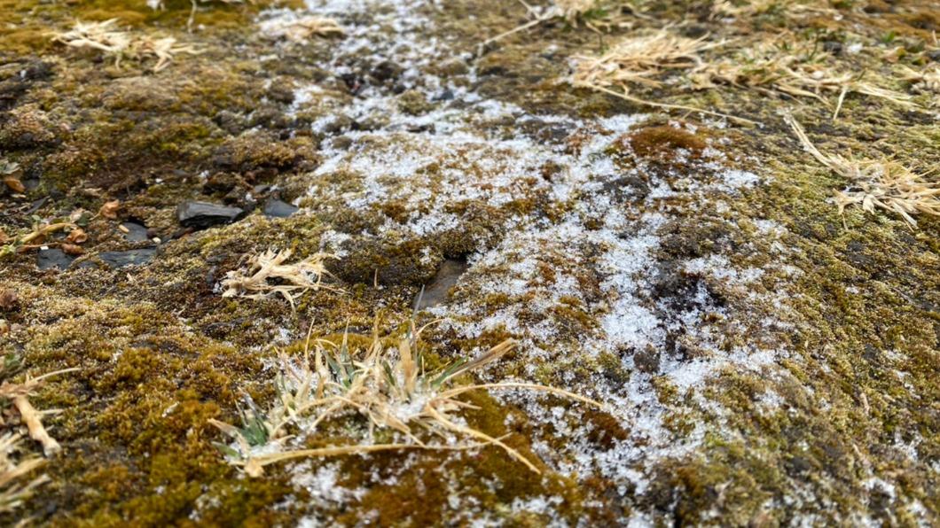 玉山北峰下雪!「雪花蓋地」畫面曝 一度降到零下1.6度