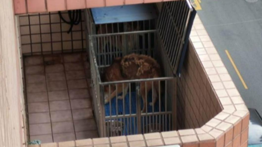 陽台上有兩隻狗狗被關在鐵籠裡面。（圖／翻攝自爆料公社）