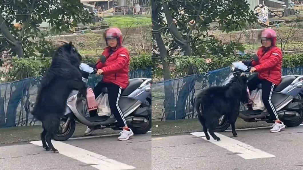 2023超驚嚇!新北憤怒羊擋路還「角頂」紅衣女騎士 飼主挨罰