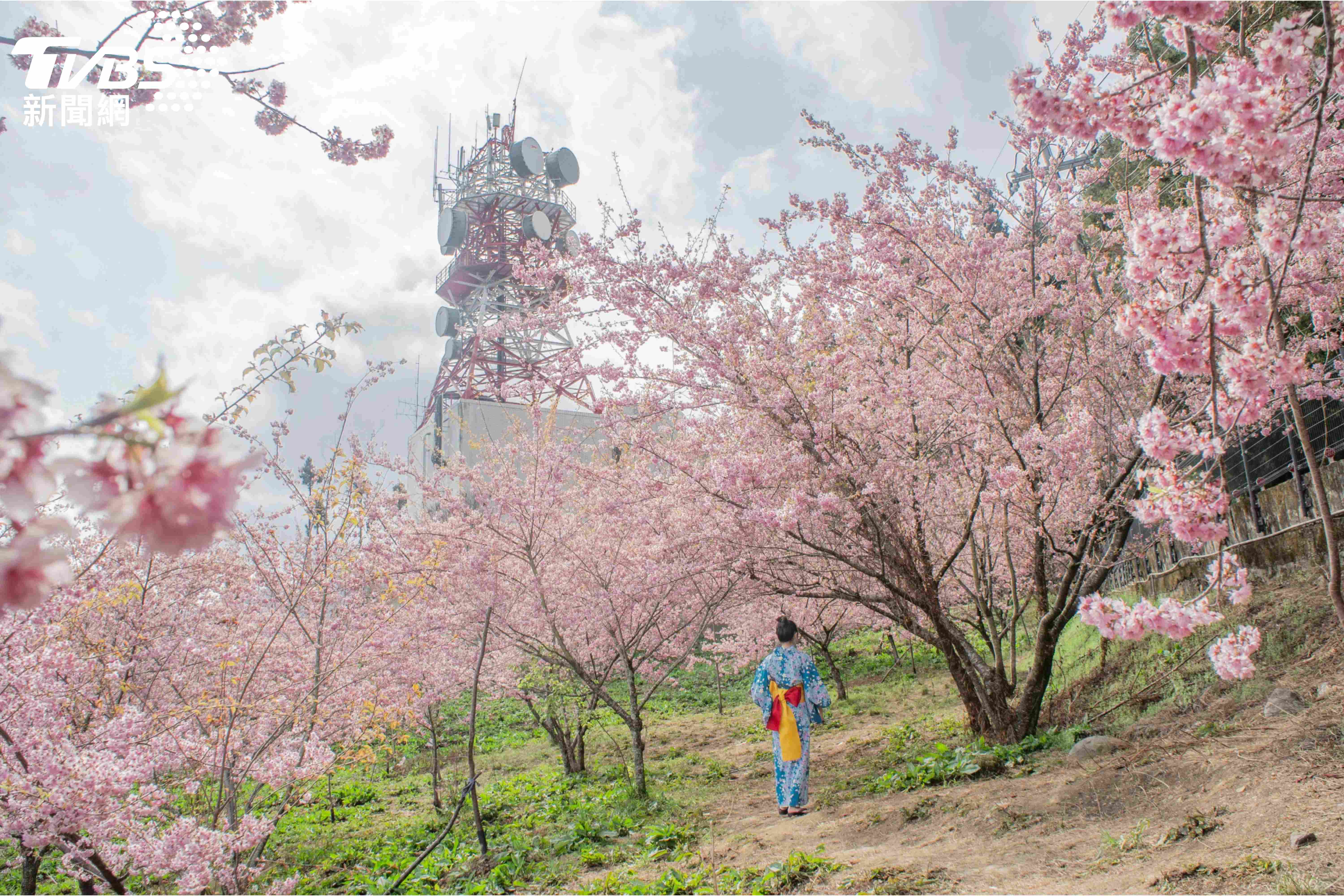 春遊台灣,人氣玩法雙響砲!提早預約武陵櫻一定入園 新年拚好運下單抽郵輪雙人遊