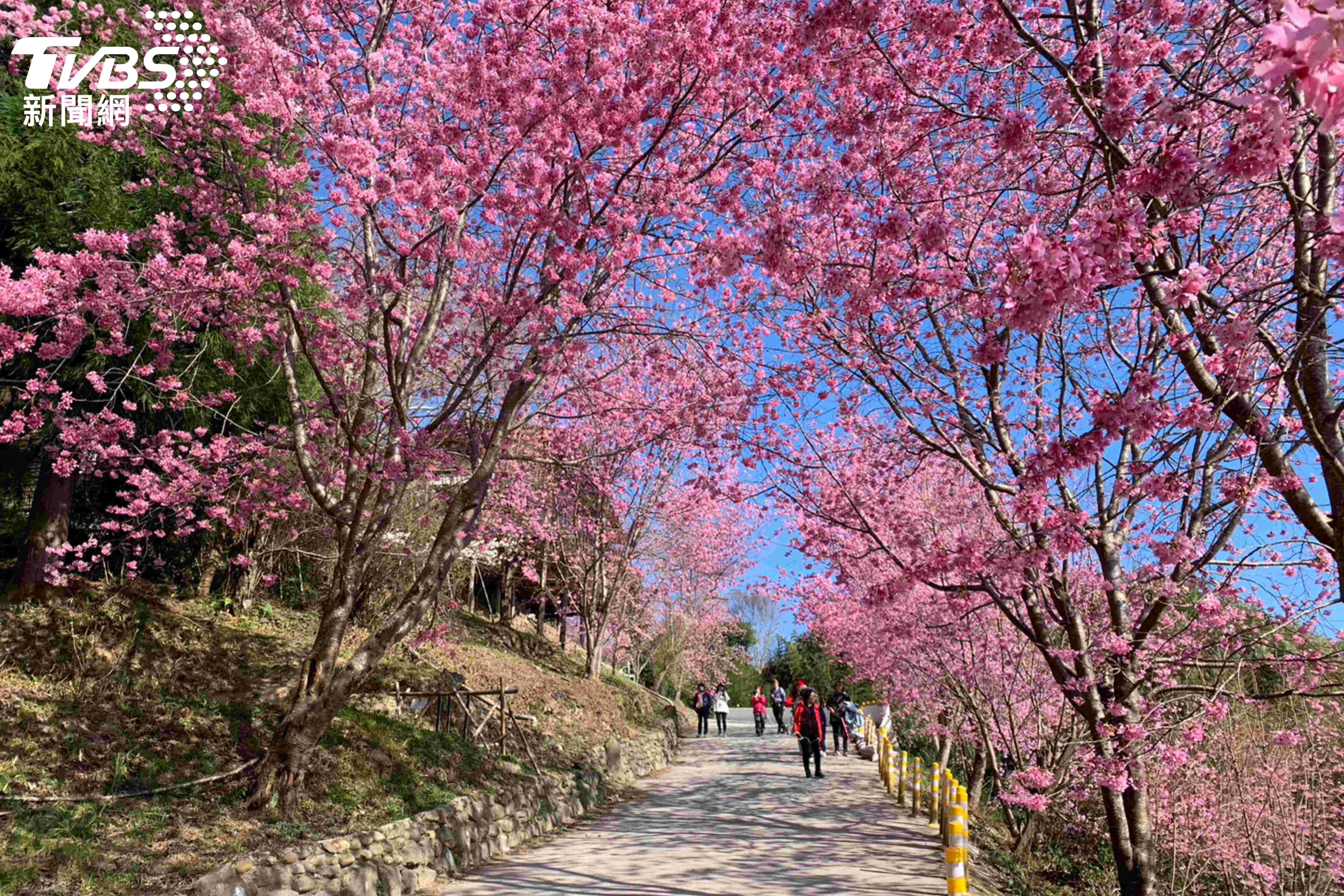 司馬庫斯櫻花。(圖/雄獅旅遊提供)