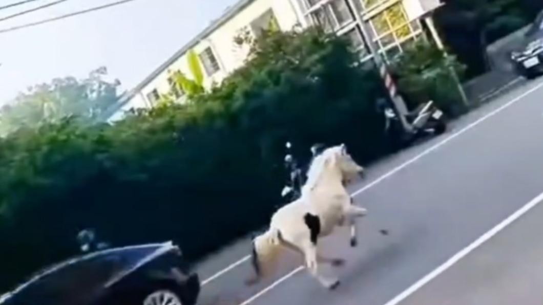 不是第一次!台南馬路又見「白馬狂奔」 用路人看傻眼