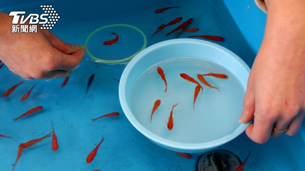 活不過一週！夜市撈金魚「莫名陣亡」　達人3招大增存活率