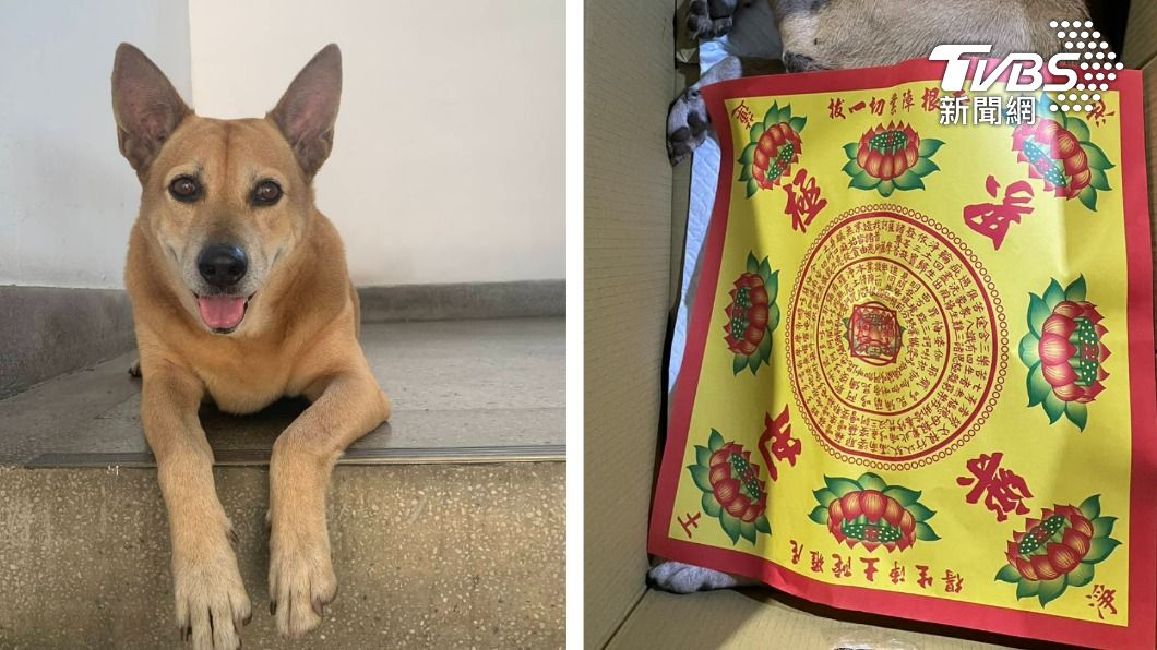 相伴14年!看到蛇出沒會通報 保四忠犬小黃病逝警含淚送別