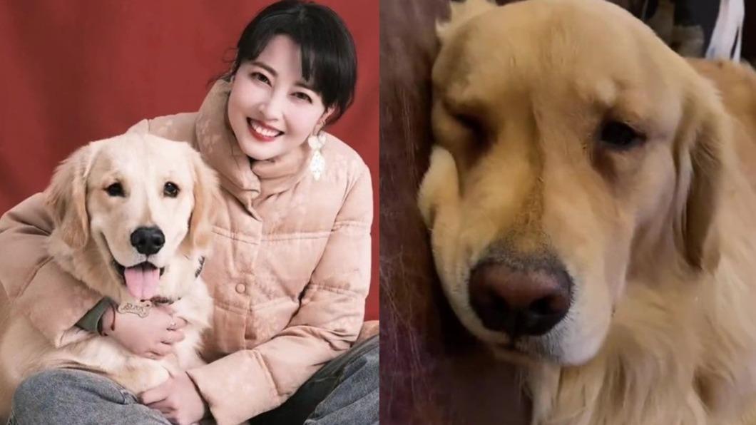 「一輩子的愛」再見了！周海媚愛犬找到新家　網見神情飆淚：在想媽媽