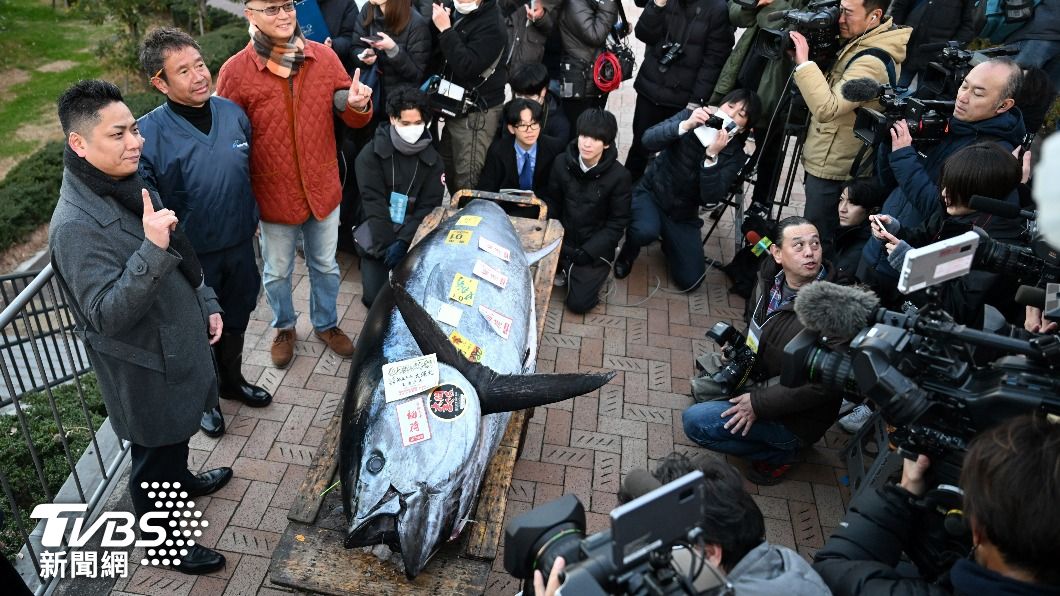 東京豐洲市場競標創四年來新高　百公斤鮪魚拍出千萬天價