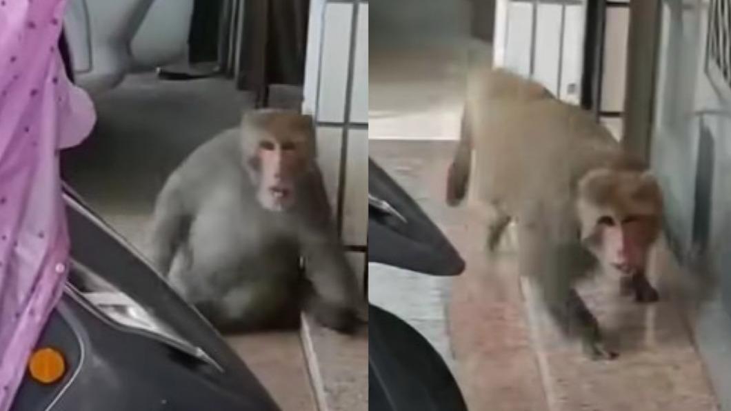 超派獼猴逛街遭譏笑「好肥」暴怒 男驚逃狂道歉:對不起