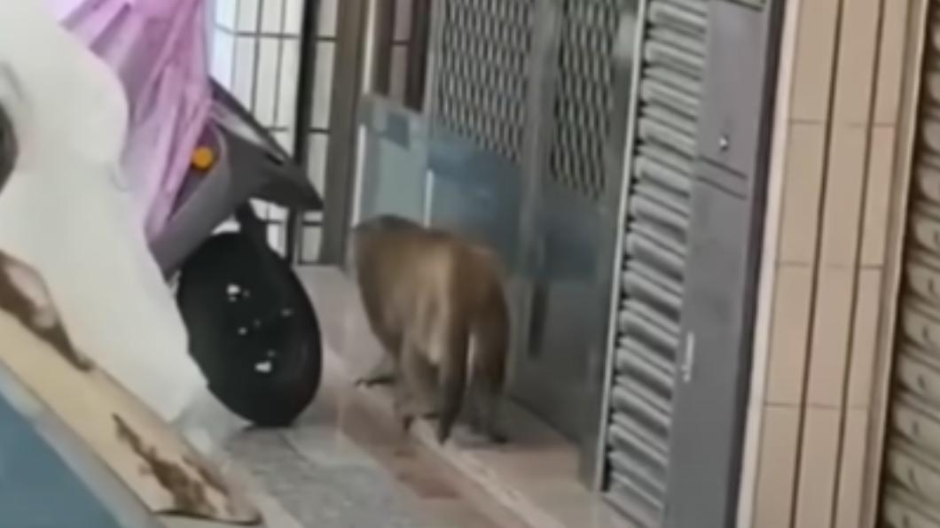 男子發現高雄市區竟有獼猴在逛大街。(圖/翻攝自爆料公社)