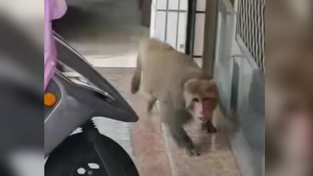 男子脫口而出後遭到獼猴追逐,嚇得狂罵髒話並不斷道歉。(圖/翻攝自爆料公社)