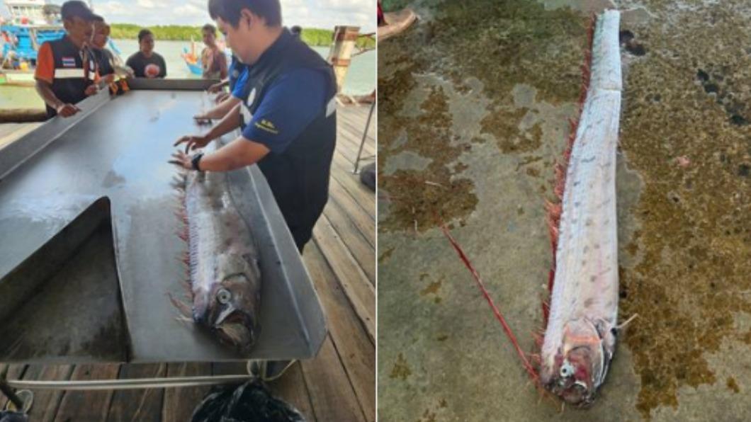 日本剛震完!泰國漁民捕獲地震魚 當地人怕爆憂災難前兆