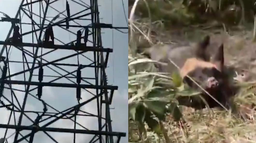 抱爬電塔「黑熊觸電亡」!仰倒地慘死 陸工人看傻:哪來的