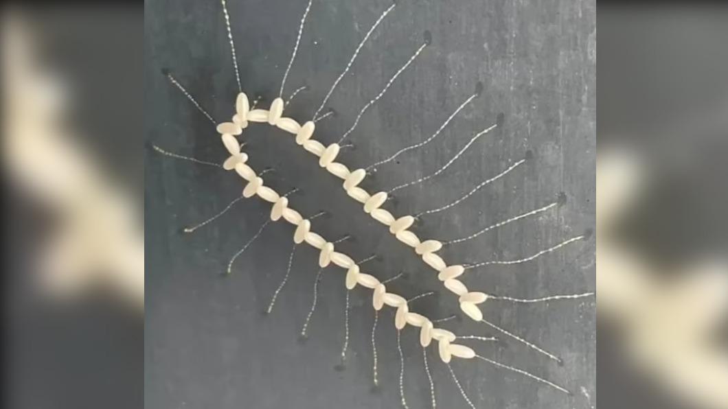 澳女家中驚見「白色大頭針」恐怖生物 專家解答:是蟲卵