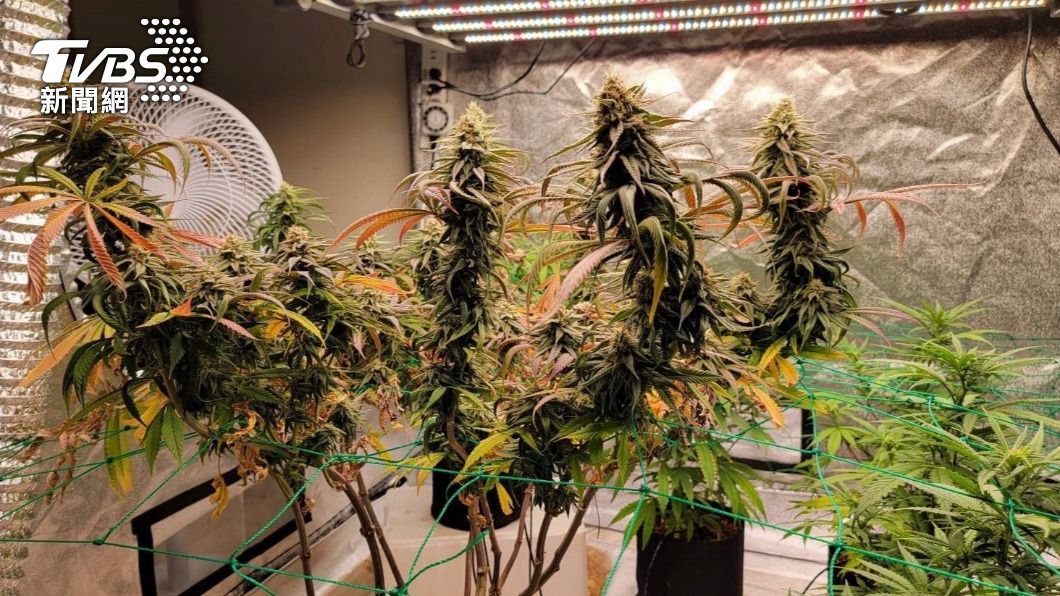 罕見大麻新品種!桃園男製造「國王果汁」 花香掩飾產量驚人