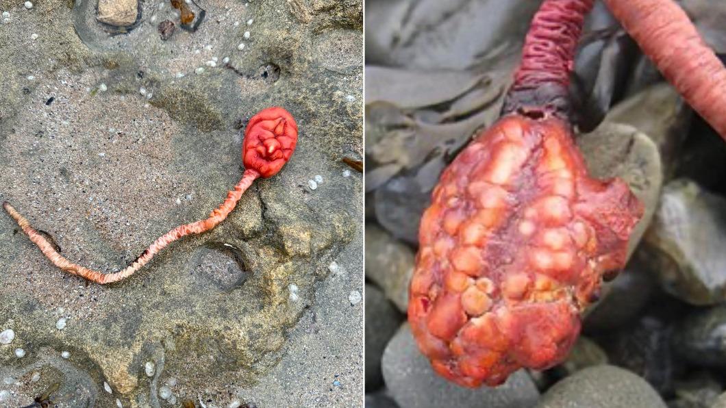 澳女沙灘驚見「血紅色球狀生物」 尾端連長莖酷似外星人