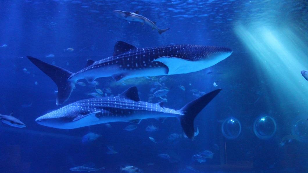 強震奪命再+2!能登島水族館受災 2明星鯨鯊撐1週雙亡
