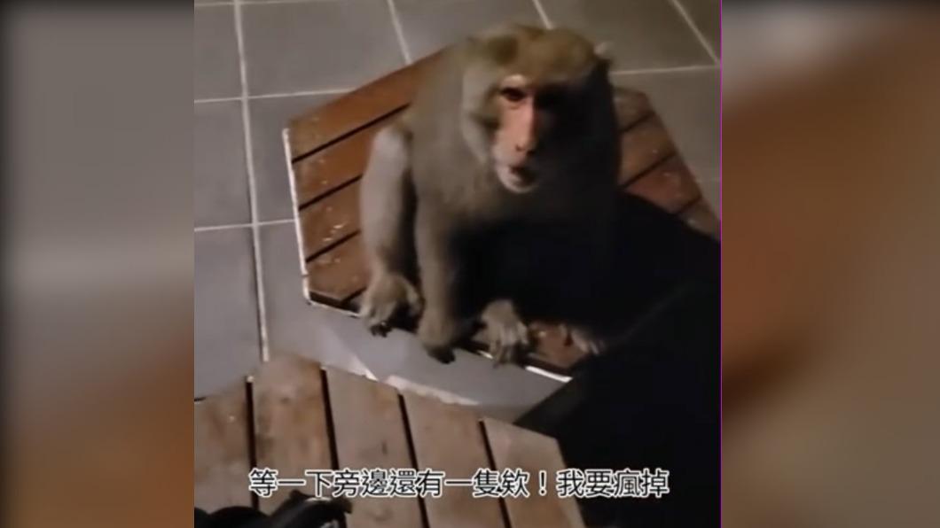 眼見自己就快被獼猴包圍,女學生趕緊拜託猴子不要搶她的東西。(圖/翻攝自記者爆料網)