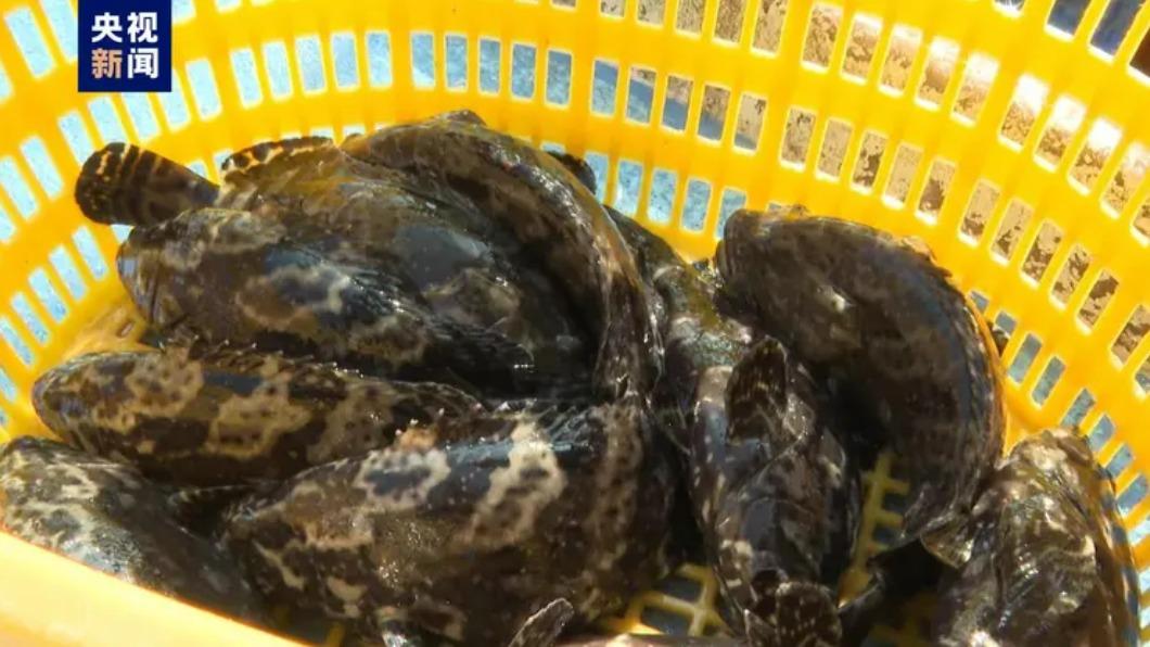 台灣石斑魚今重返大陸市場 首批24噸順利通關廈門