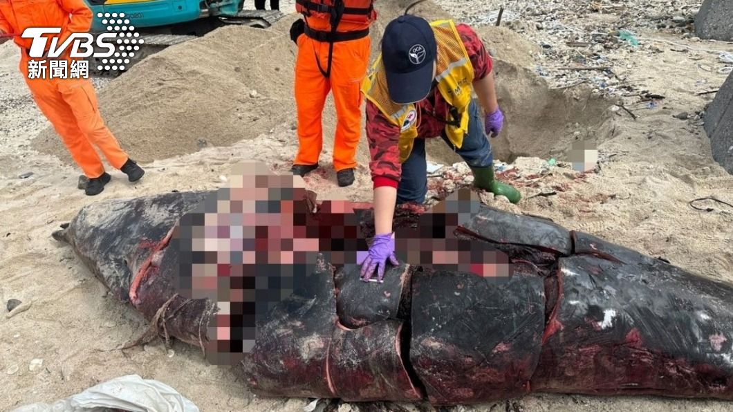 好殘忍!稀有鯨豚遭「大卸八塊」裝進飼料袋丟綠島海邊