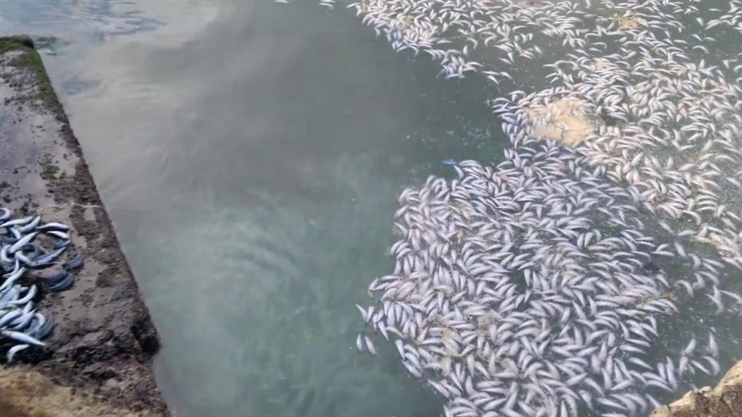 沙丁魚在瀨棚町的海邊漂浮。(圖/翻攝自瀨棚町觀光協會推特)