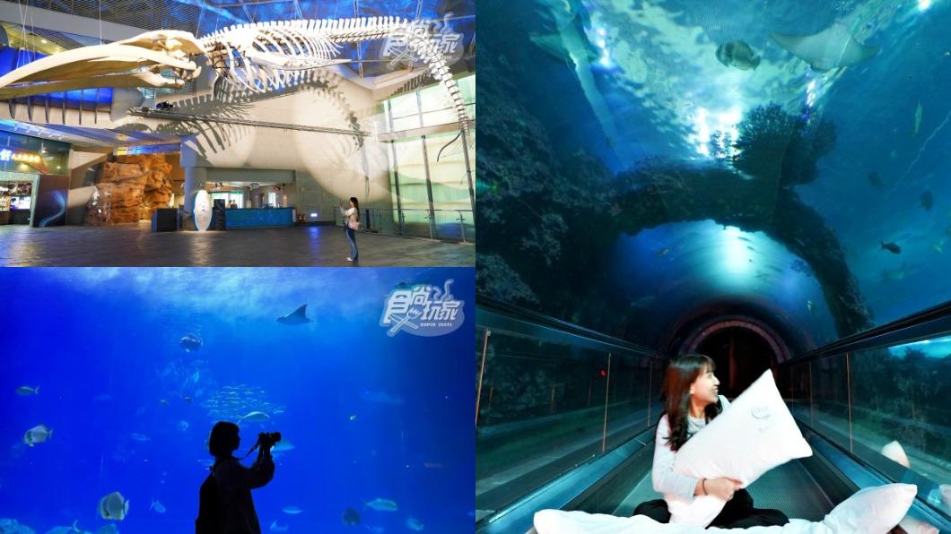 全台最大水族館!解鎖「4種隱藏玩法」:夜宿海生館、親餵企鵝