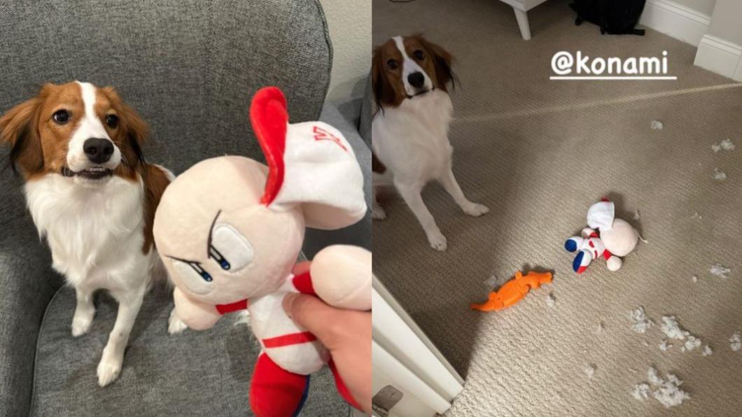 大谷翔平愛犬咬爛代言布偶還裝無辜 網笑:跟主人一樣喜歡惡作劇