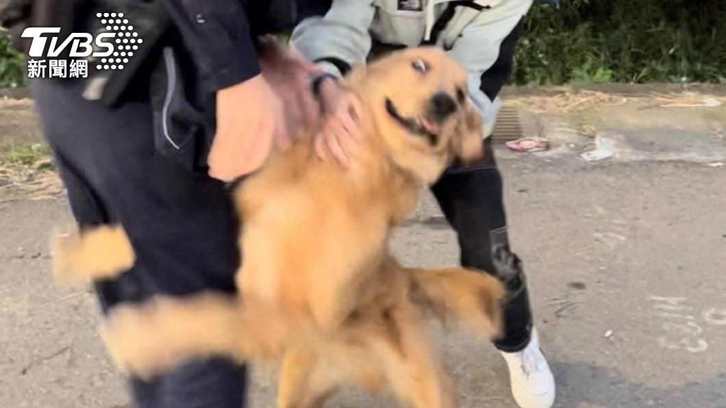 興奮到模糊！黃金獵犬調皮離家走失　見警熱情撲上前狂舔示愛