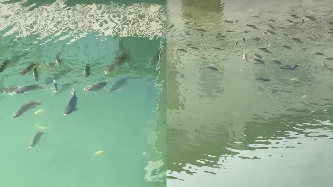 地震前兆?日月潭百尾台灣鯛「浮水面」 南投縣府澄清:上來取暖
