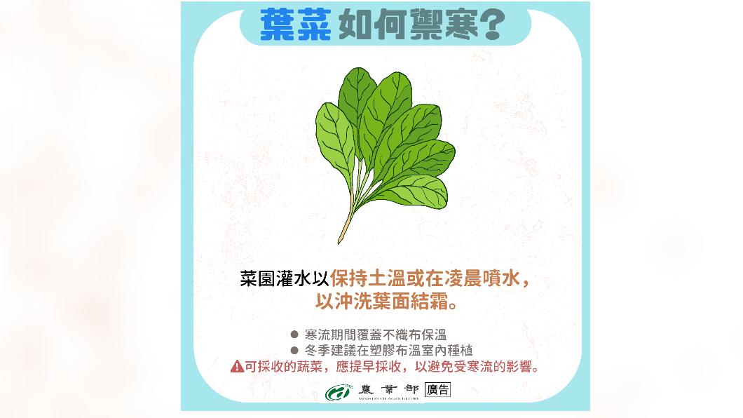寒流快來農友快去採收 農糧署「出撇步」防寒減災損