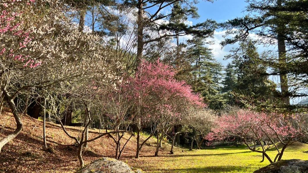 越冷越開花!賞梅必去「5大景點」 花期超短錯過再等1年