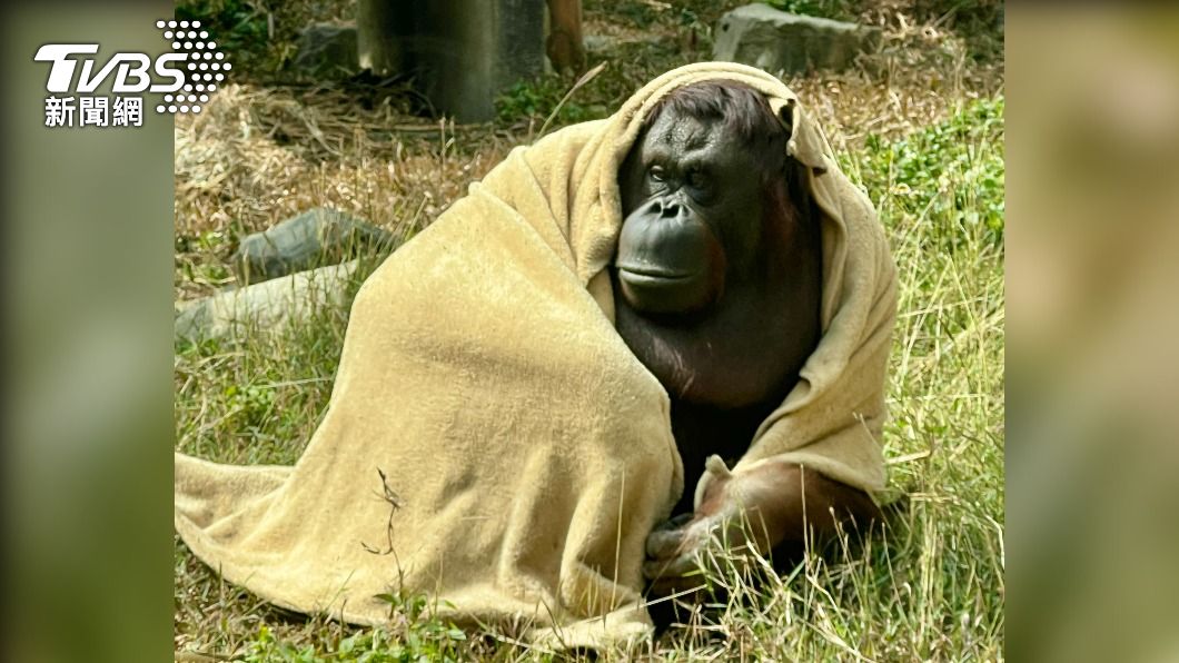 高雄凍到冷吱吱 壽山動物園紅毛猩猩「自蓋小被被」禦寒