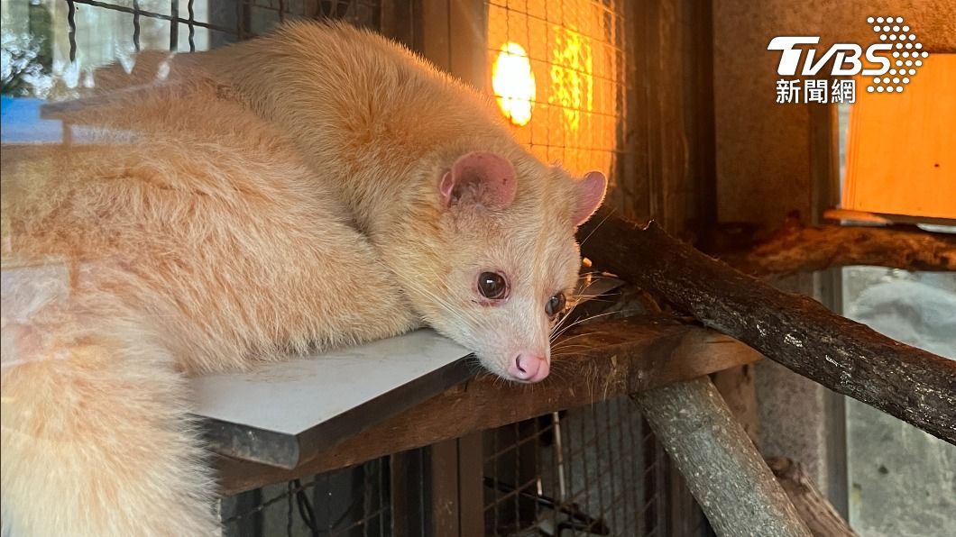 保育員架設保溫燈禦寒。（圖／壽山動物園授權提供）