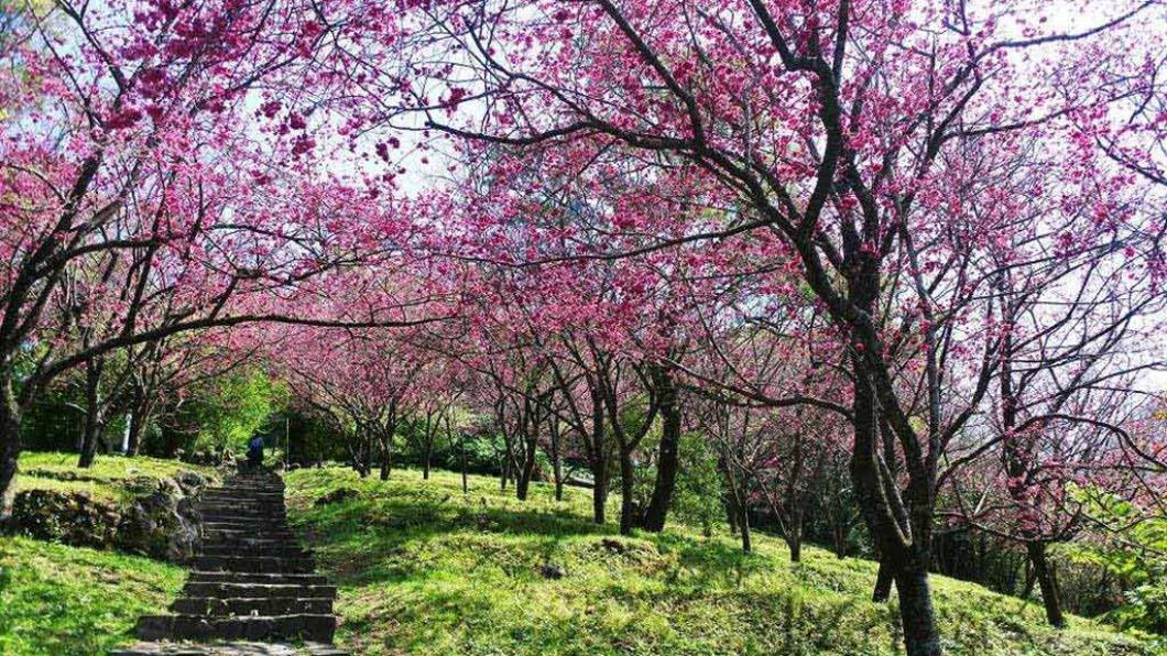 陽明山花季-陽明山花季2025-陽明山花季交通管制-陽明山花季月份-陽明山花季時間-陽明山花季管制-櫻花陽明山-陽明山花季專車-陽明山花季接駁車-陽明山賞櫻