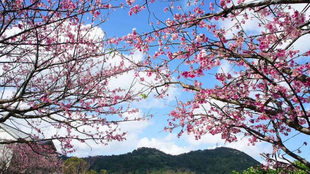 陽明山花季-陽明山花季2025-陽明山花季交通管制-陽明山花季月份-陽明山花季時間-陽明山花季管制-櫻花陽明山-陽明山花季專車-陽明山花季接駁車-陽明山賞櫻