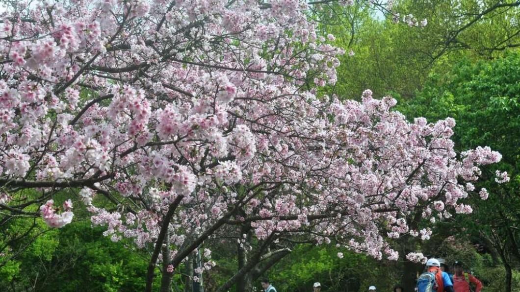 陽明山花季-陽明山花季2025-陽明山花季交通管制-陽明山花季月份-陽明山花季時間-陽明山花季管制-櫻花陽明山-陽明山花季專車-陽明山花季接駁車-陽明山賞櫻