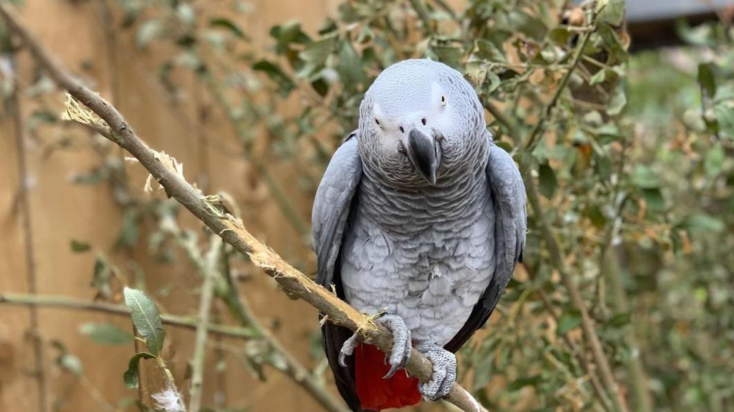 狂譙遊客髒話！「超派鸚鵡」停職移送　動物園頭痛：其他隻也學壞