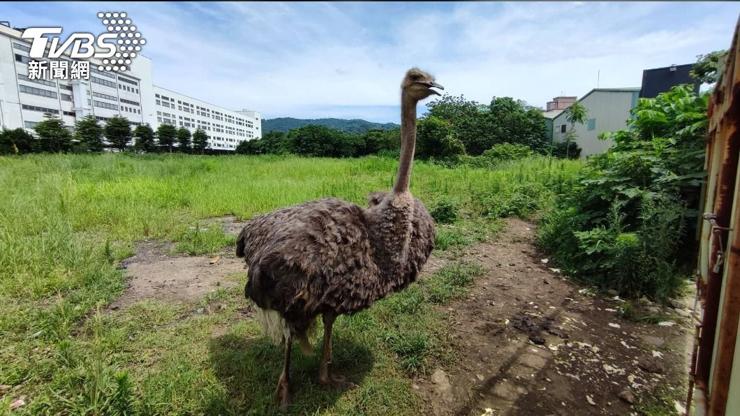 新北Google地圖驚見鴕鳥保護區　飼主刻意放養賣萌討食